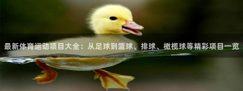 xc体育：最新体育运动项目大全：从足球到篮球、排球、橄榄球等精彩项目一览