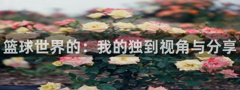 xc体育：篮球世界的：我的独到视角与分享